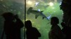 vegas_shark_reef
