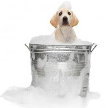 Wash Your Dog at Home