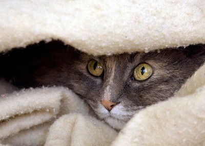 How to Boost Your Cat’s Confidence - Cat Purring Self-Esteem And Confidence Booster