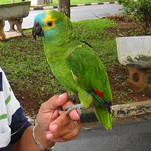 Blue-Fronted Amazons