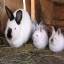 Breed Californian Rabbits