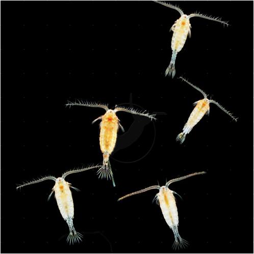 Breed Copepods