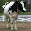 Breed Cows at Farms