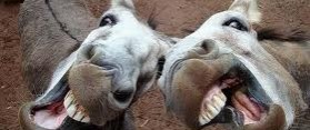 Donkeys