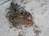 new born lobster gain colour after some time