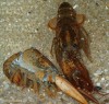 newborn lobster shed its shell