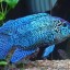 Tips about How to Breed Jack Dempsey s