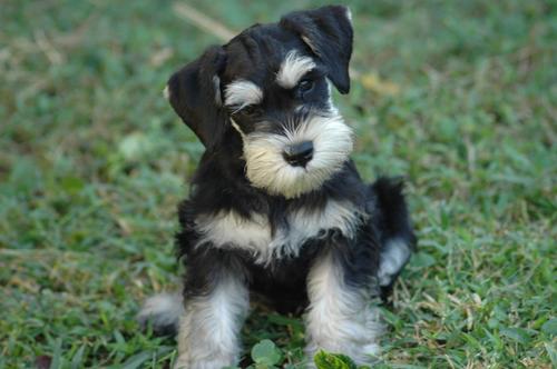 Miniature Schnauzer