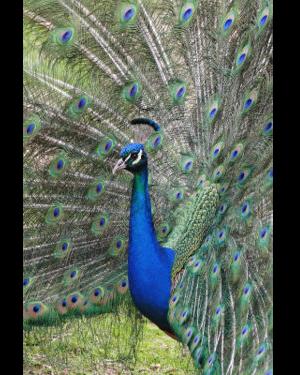 A peacock