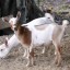 Tips about How to Breed Pygmy Goats