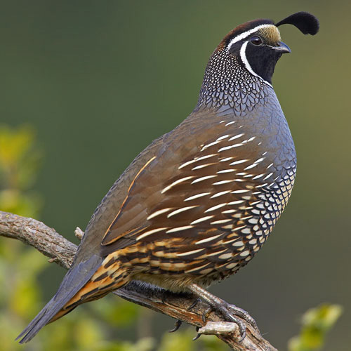 quail