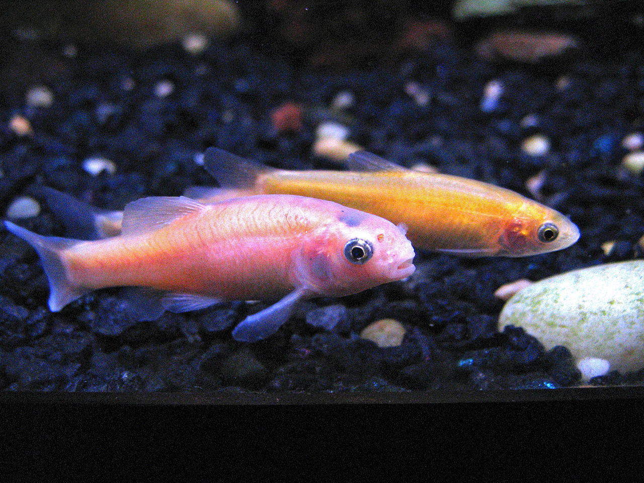 Breed Rosy Red Minnows