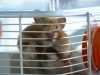 Hamster in a cage