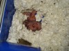 Newborn hamster babies