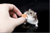 Feeding a hamster
