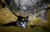 Female turtle laying eggs