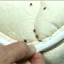 Mattress with Bed Bugs