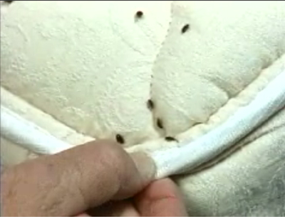 Mattress with Bed Bugs