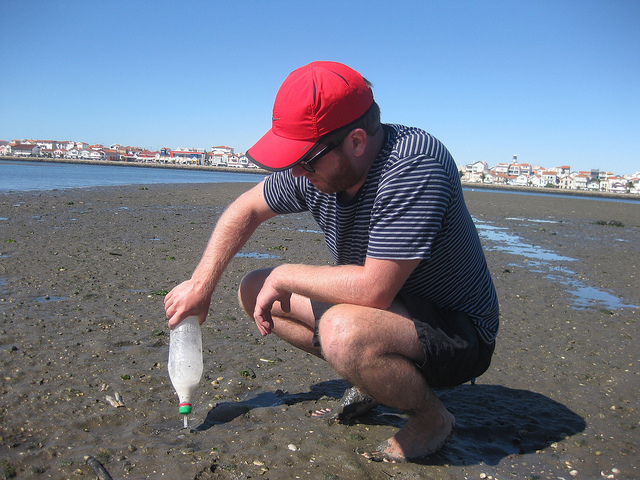 Razor Clams