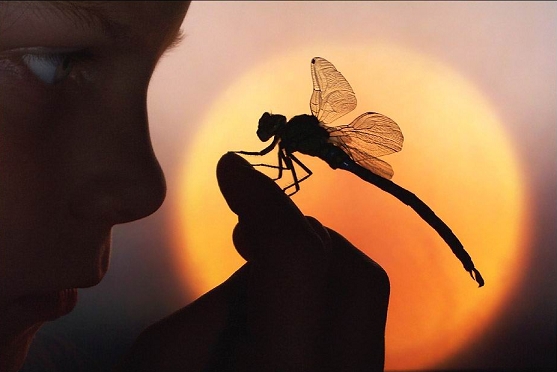 Catch and Hold a Dragonfly