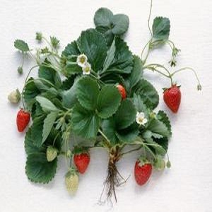 How to Clone a Strawberry Plant