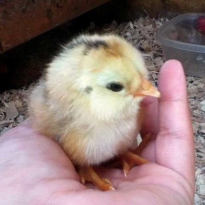 Deal With a Broody Hen