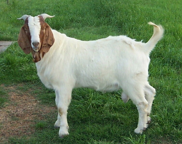 goat dehorn