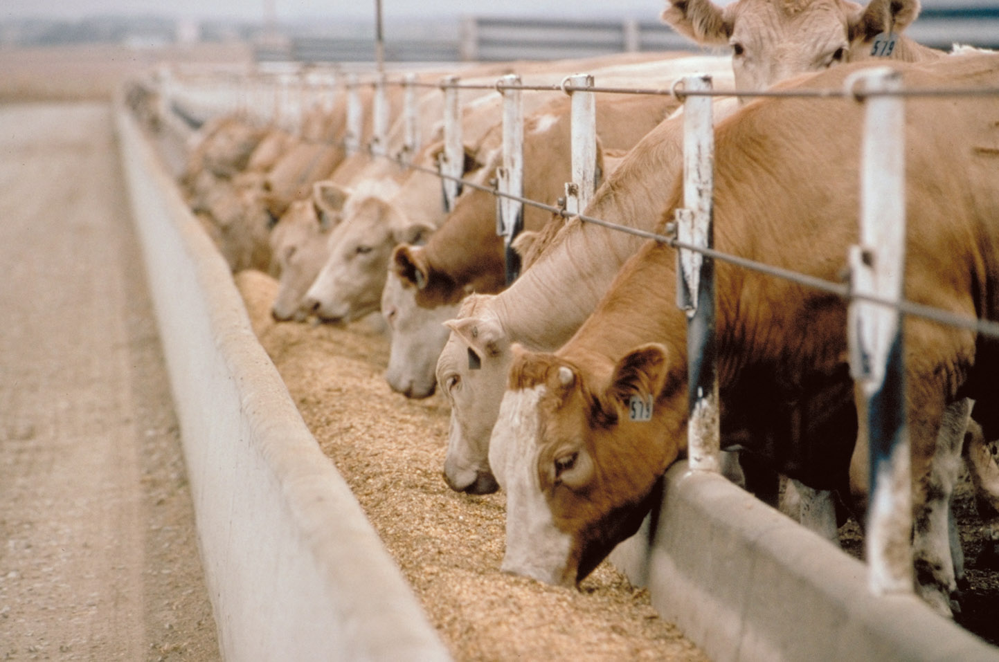 Cattle Sorghum