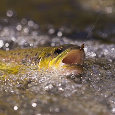 Fish For Trout with Worms