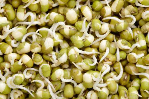 Tips about How to Germinate Beans in Paper Towel