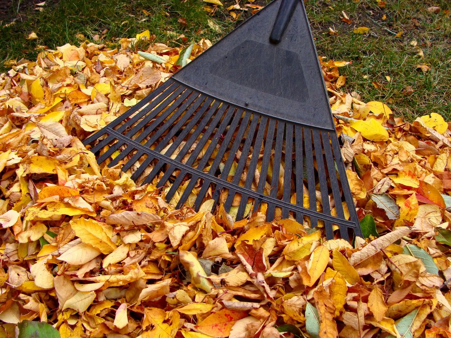 Raking Leaves