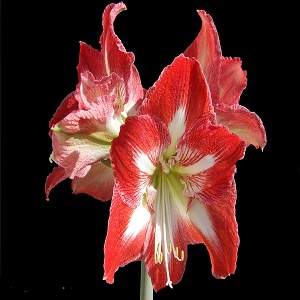 How to Get My Amaryllis to Rebloom