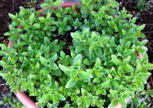 Mint Plant