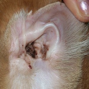 How to Get Rid Of Ear Mites in Pets