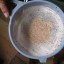 Flour Weevils
