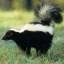 Skunk