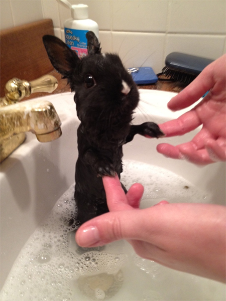 How to Give a Pet Rabbit a Bath