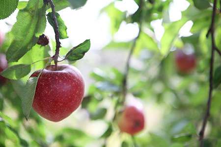 Apple Trees