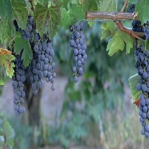 grape vines