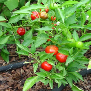 to Grow Peppers from Seeds