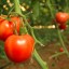 Grow Tomatoes from Seeds at Home