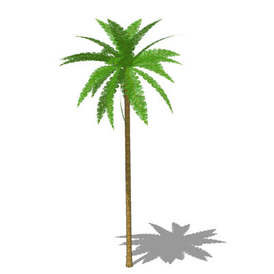 Grow a Coconut Tree from a Seed