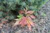 Maple seedling