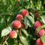Tips about How to Grow a Peach Tree from a Peach Pit