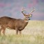 Tips about How to Hunt Whitetail Deer’s