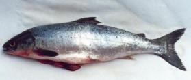 Atlantic Salmon