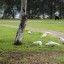 Cockatoos in the park
