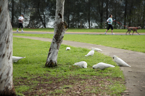 Cockatoos in the park