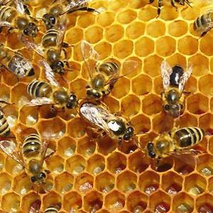 Keep Bees from Bothering You