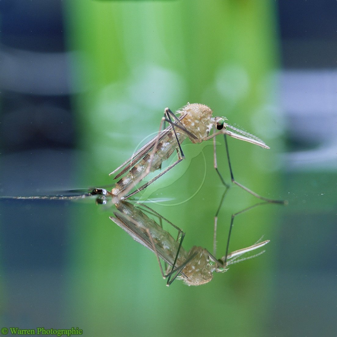 Mosquito on water